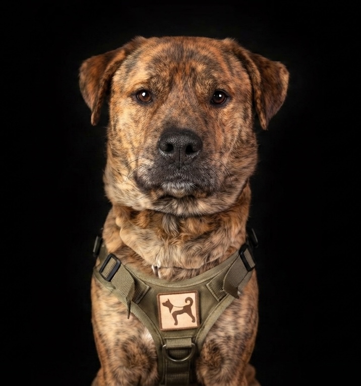 SEMPER K9 service dog